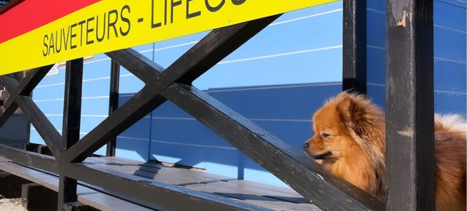 Going on holiday with your dog in Bormes-les-Mimosas and Le Lavandou