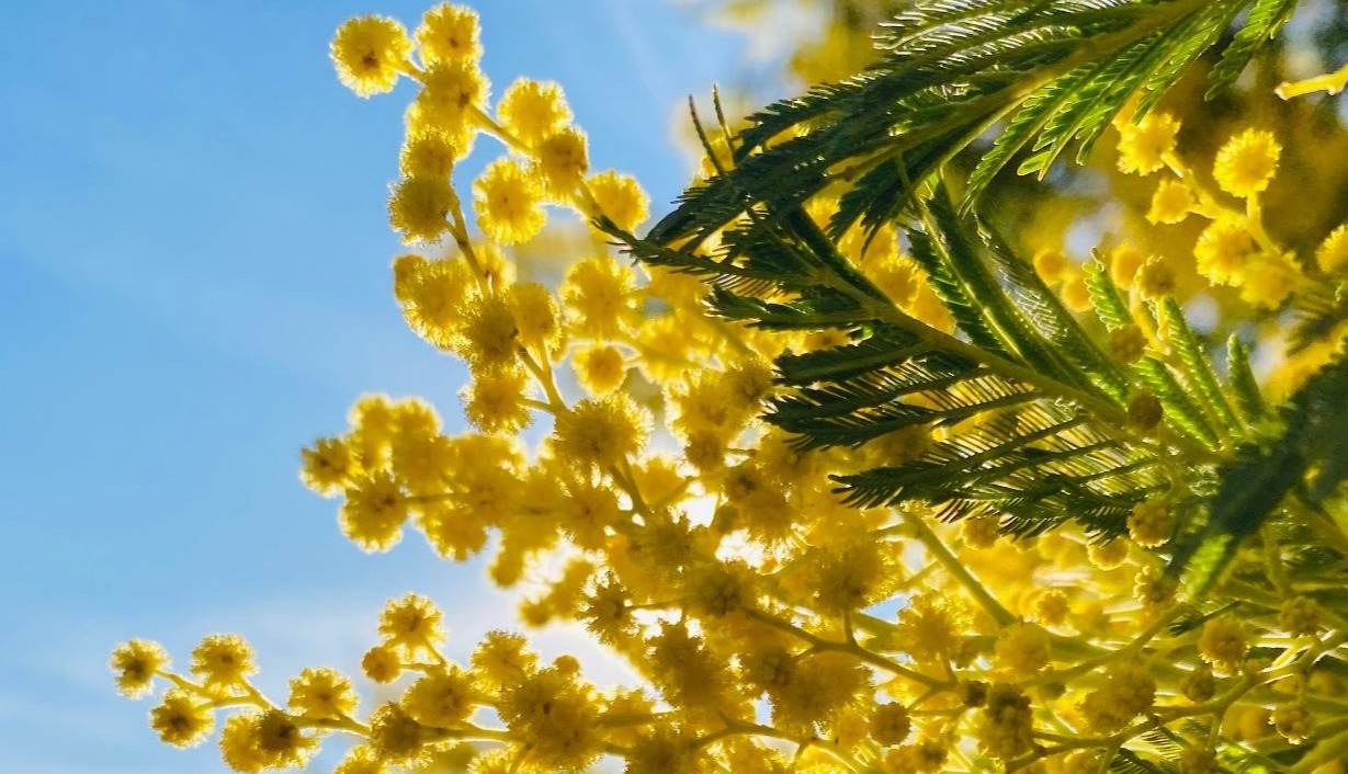 Route du Mimosa dans le Var : mimosas en fleurs et ambiance festive du Corso Fleuri à Bormes-les-Mimosas